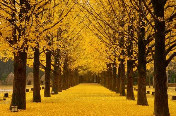 Nami Island